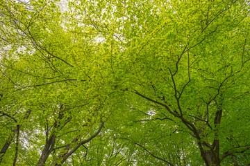 Foliage of deciduous trees in a forest in sunlight in spring