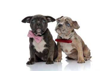 Frightened Amstaff puppies looking up while wearin bow ties