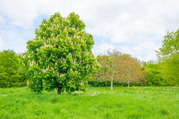 Fototapeta premium Chestnut blossoming in a green field below a blue cloudy sky in spring