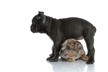 Side view an determined Amstaff puppy protecting its friend