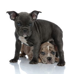 American Bully puppy laying down below its friend