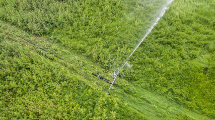 sprinkler irrigation seen from above with drone