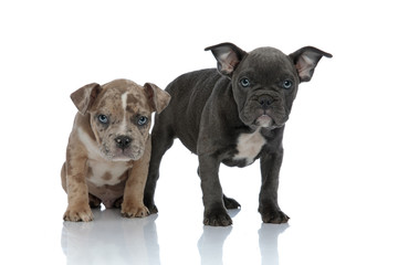 Serious looking Amstaff puppy protecting its frightened sibling,