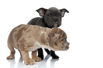 Two American Bully puppies being frightened and frowning