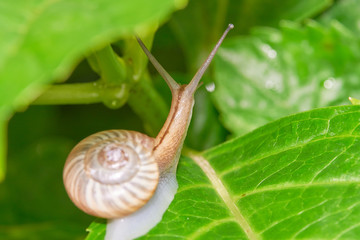 カタツムリ　マイマイ　背中