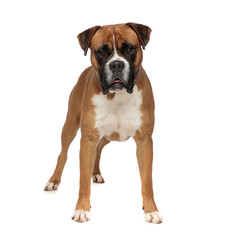 gorgeous boxer standing, looking at the camera