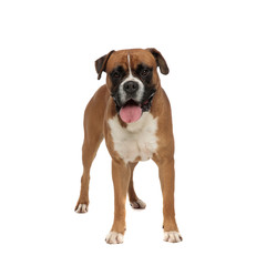 adorable boxer standing, sticks its tongue out
