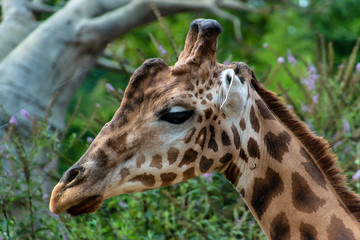 Giraffa