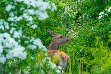 Roe deer eating white blossoms of a bush in a field in spring