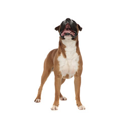 playful boxer standing and looking upwards