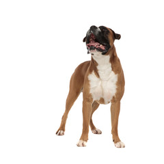 adorable puppy standing on his feet, looking upwards