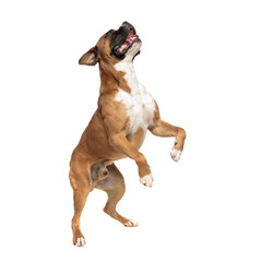 eager playful little boxer standing on his rear paws