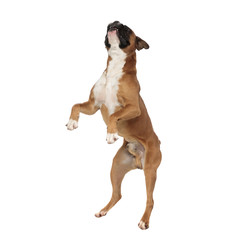 eager playful little boxer standing on his rear paws