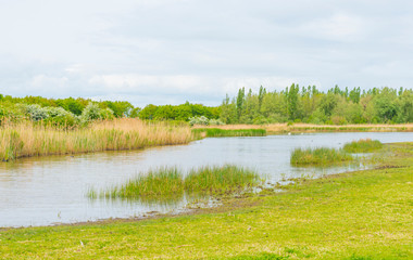Reed along the edge of a lake below a cloudy sky in spring