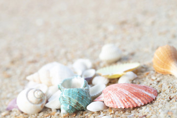 Summer time concept with sea shells on the beach sand white background. free space for your decoration Top view.