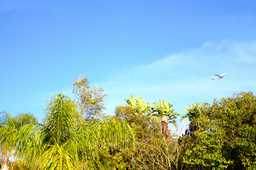 Airplane Taking-off from Lisbon with trees and the sky as background.