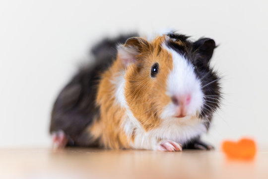 Guinea pig with 3 colors mix - look at camera and sit on a chair with some carrot in studio white tone