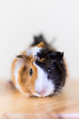 Guinea pig with 3 colors mix - look at camera and sit on a chair in studio white tone, vertical