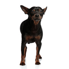 Obraz premium Cute standing dog looking at the camera