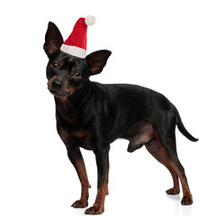 Santa puppy posing on white background