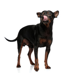 Adorable puppy captured while sticking out his tongue