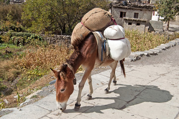 Donkey is carrying goods near Marpha village in Nepal. Mustang