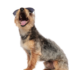 Yorkshire Terrier wearing sunglasses and yawning