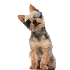 Yorkshire Terrier wearing sunglasses and looking confused