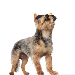 Yorkshire Terrier standing in an action posture and looking upwards