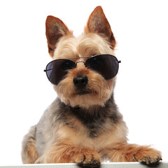 Yorkshire Terrier wearing sunglasse and looking forward