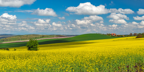 Fototapeta na wymiar yellow rape field and blue sky