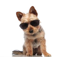 Yorkshire Terrier looking towards the camera while wearing sunglasses