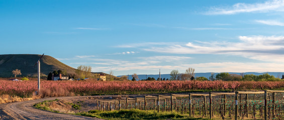 Orchards and Vineyards in Palisade, Colorado