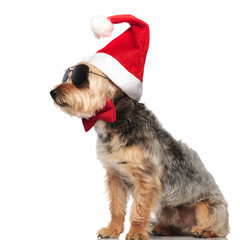 Yorkshire Terrier wearing Santa Claus hat and sunglasses