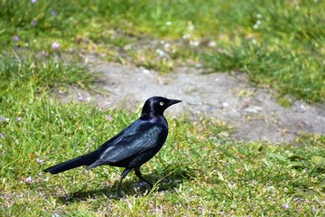 Brewer's Blackbird is perching on the ground.