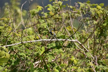 Yellow-rumped warbler is perching on the branch.