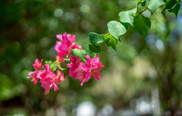 Bougainvillea flowers texture and background. Pink flowers of bougainvillea tree. Close up view of bougainvillea pink flower. Colorful pink flowers texture and background for designers 