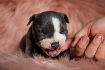 Sleepy American Bully puppy yawning with its mouth wide