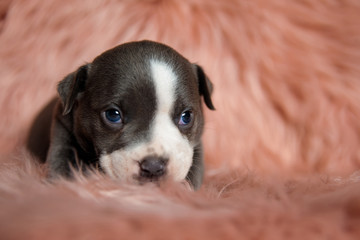 Frightened Amstaff puppy guiltily looking up