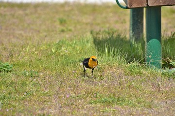 Obraz premium Yellow-rumped warbler is perching on the ground.
