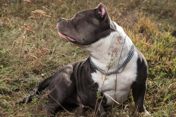 Curious Amstaff looking to the side