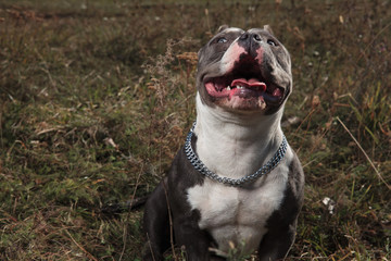 Sitted American Bully being happy and playful