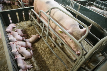 Domestic pigs living in an animal farm © acceptfoto
