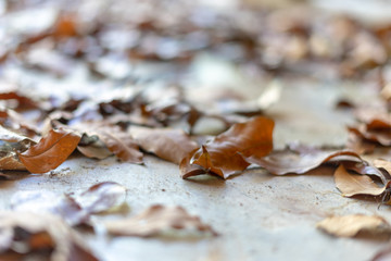 Dry leaves on cement floor