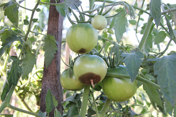 Tomatoes disease. Blossom end rot. Vegetables are rotting on the branch. The green tomatoes are...