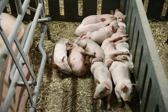 Little pigs sleeping after suckling in the barn indoors
