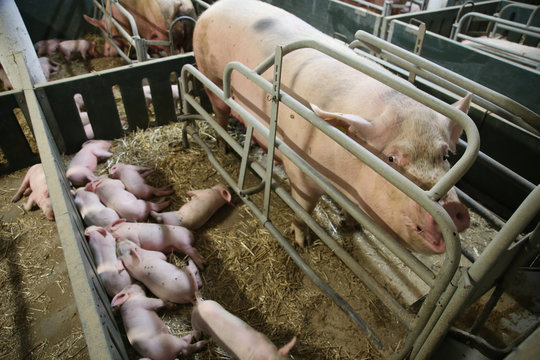 Little pigs sleeping after suckling in the barn indoors