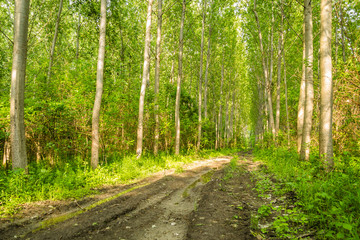 Fototapeta premium The forest along the river Danube in the dry part of the year near the town of Novi Sad 