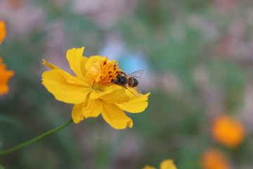 bee on yellow flower