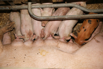 Little pigs live in animal farm